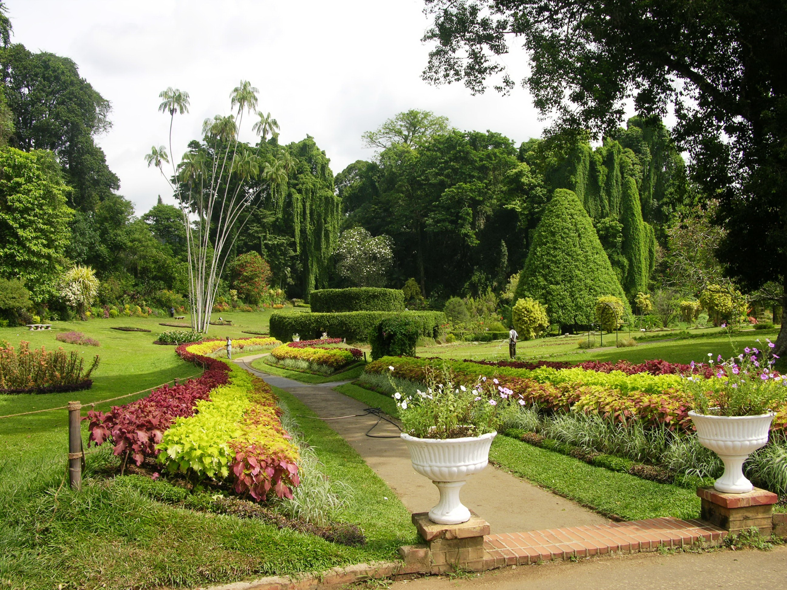 Перадения Ботанический сад Шри Ланка
